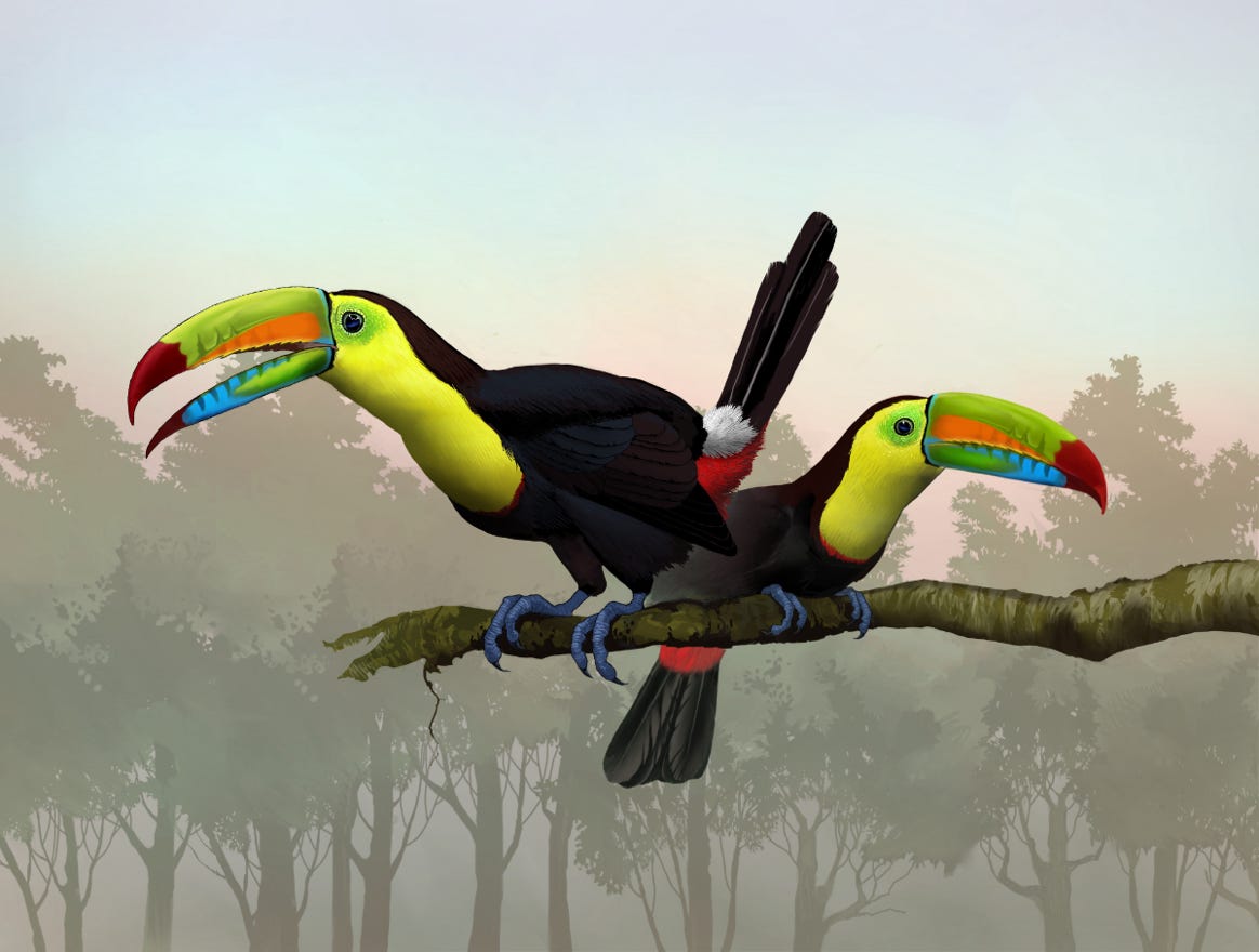 Original art by Bryan Pollock. Atelier trained, Bryan brings the mastery of fine art of line drawing and oil painting to the digital medium. Using Procreate software / app. Family Ramphastidae Genus Ramphastos. Common to Costa Rica.