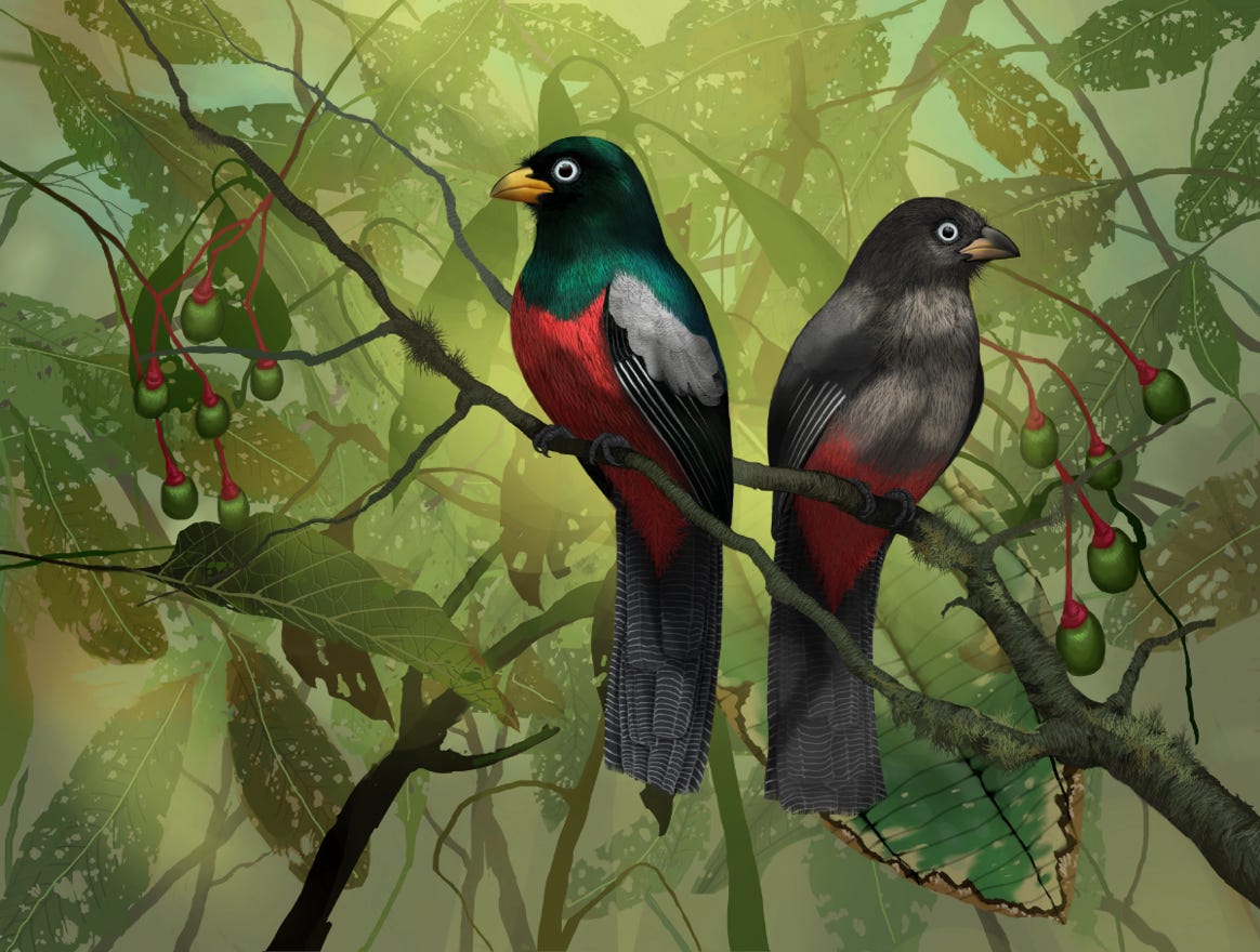  Endemic to Costa Rica and western Panama.  Original art by Bryan Pollock. Atelier trained, Bryan brings the mastery of fine art of line drawing and oil painting to the digital medium. Using Procreate software / app. Family Trogonidae Genus Trogon.