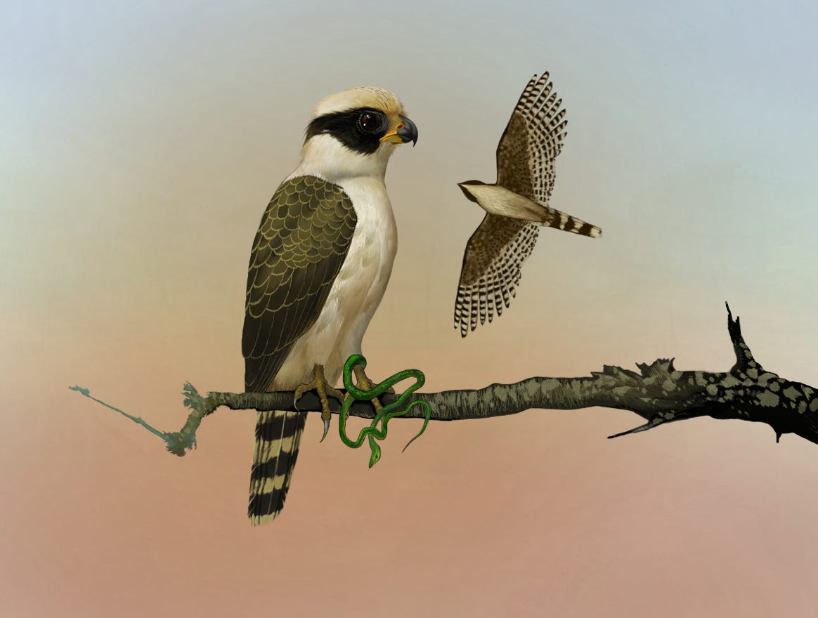 Original art by Bryan Pollock. Atelier trained, Bryan brings the mastery of fine art of line drawing and oil painting to the digital medium. Using Procreate software / app. Family Falconidae Genus Herpetotheres.  Common to Costa Rica. 