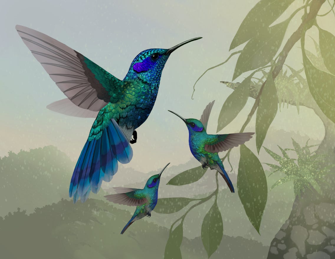 Original art by Bryan Pollock. Atelier trained, Bryan brings the mastery of fine art of line drawing and oil painting to the digital medium. Using Procreate software / app. Family Trochilidae Genus Colibri. Common to Costa Rica. 