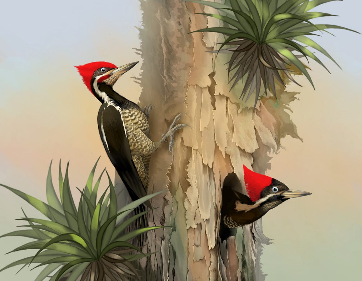 Original art by Bryan Pollock. Atelier trained, Bryan brings the mastery of fine art of line drawing and oil painting to the digital medium. Using Procreate software / app.   Family Picidae Genus Dryocopus. Common to Costa Rica.