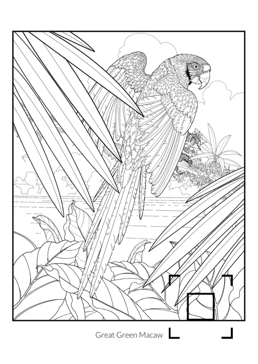 Great Green Macaw, Ara ambiguus parrot