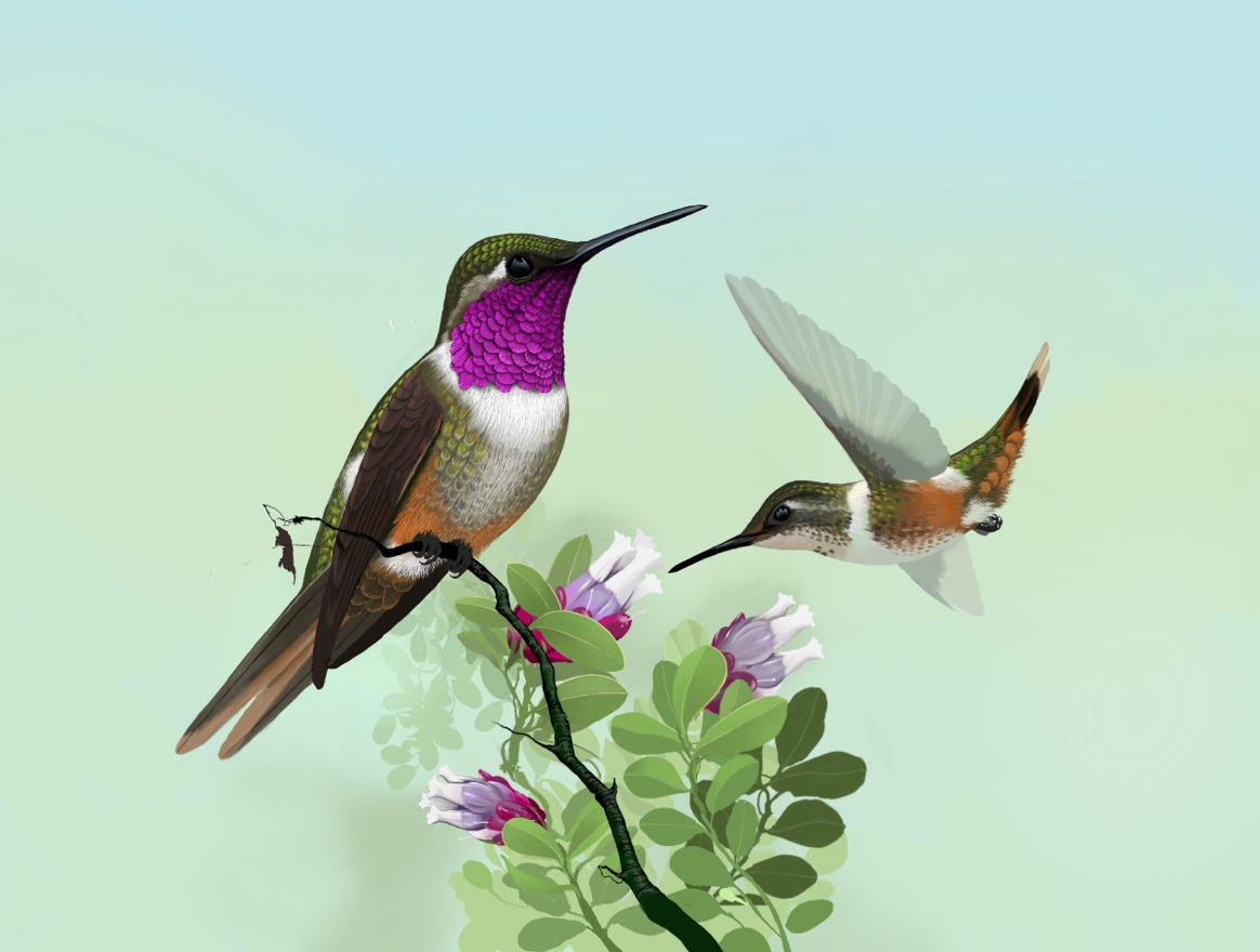 Endemic to Costa Rica and western Panama. Original art by Bryan Pollock. Atelier trained, Bryan brings the mastery of fine art of line drawing and oil painting to the digital medium. Using Procreate software / app. Family Trochilidae Genus Philodice. 