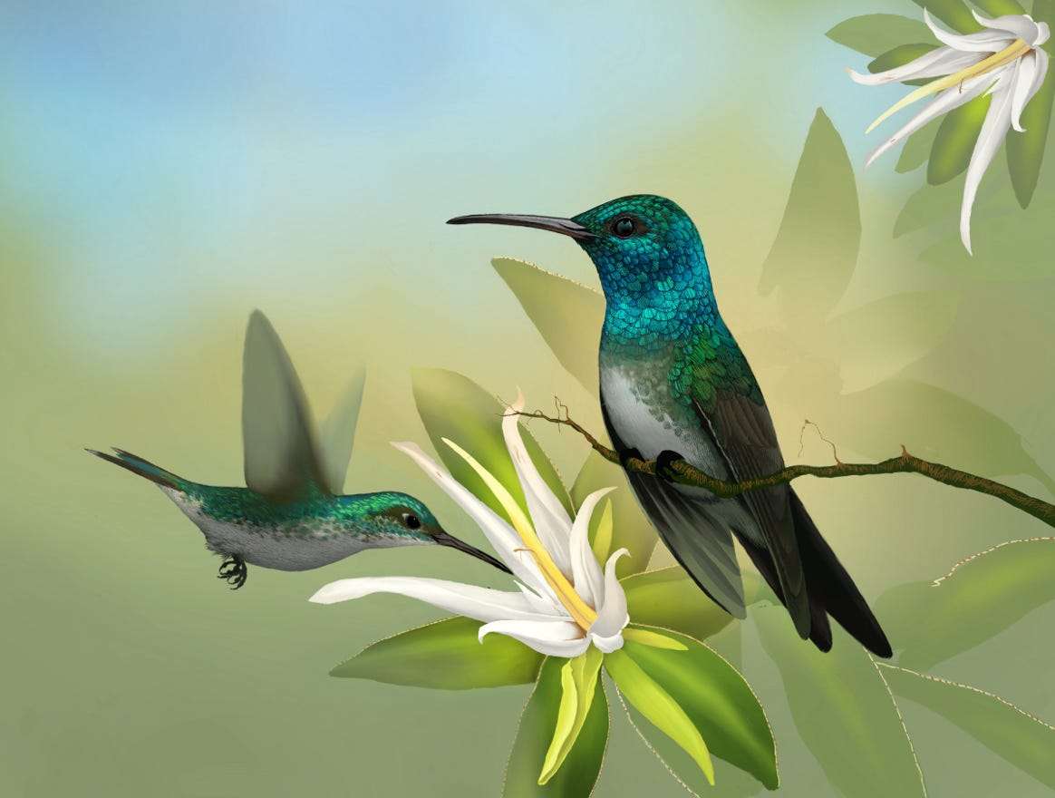 Endemic to Costa Rica. Original art by Bryan Pollock. Atelier trained, Bryan brings the mastery of fine art of line drawing and oil painting to the digital medium. Using Procreate software / app. Family Trochilidae Genus Amazilia. 