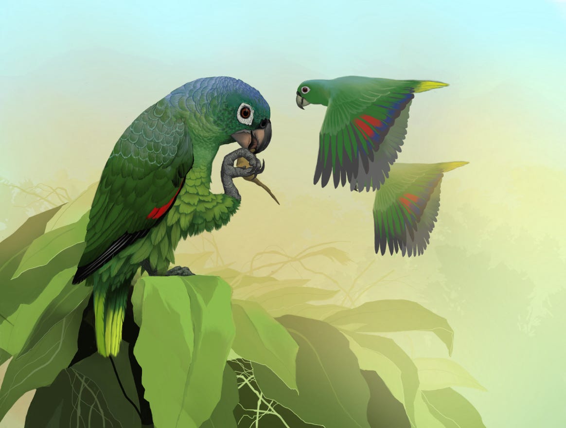 Original art by Bryan Pollock. Atelier trained, Bryan brings the mastery of fine art of line drawing and oil painting to the digital medium. Using Procreate software / app. Family Psittacidae Genus Amazona.  Common to Costa Rica.