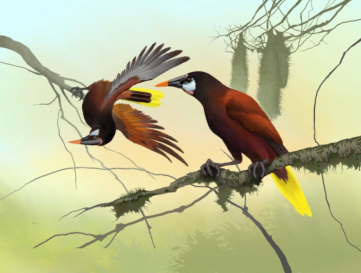 Original art by Bryan Pollock. Atelier trained, Bryan brings the mastery of fine art of line drawing and oil painting to the digital medium. Using Procreate software / app.   Family Icteridae Genus Psarocolius. Common to Costa Rica.