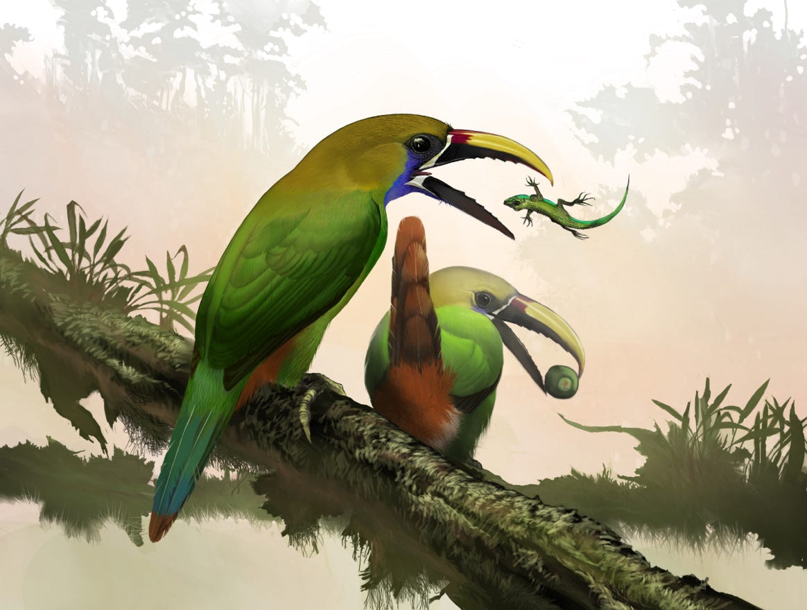 Original art by Bryan Pollock. Atelier trained, Bryan brings the mastery of fine art of line drawing and oil painting to the digital medium. Using Procreate software / app. Family Ramphastidae Genus Aulacorhynchus. Common to Costa Rica.