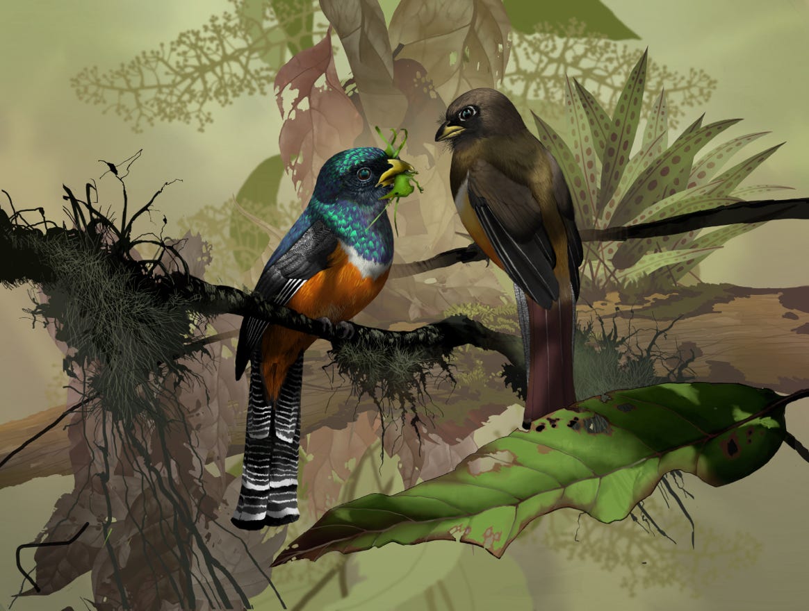 Endemic to Costa Rica and western Panama.  Original art by Bryan Pollock. Atelier trained, Bryan brings the mastery of fine art of line drawing and oil painting to the digital medium. Using Procreate software / app. Family Trogonidae Genus Trogon. 