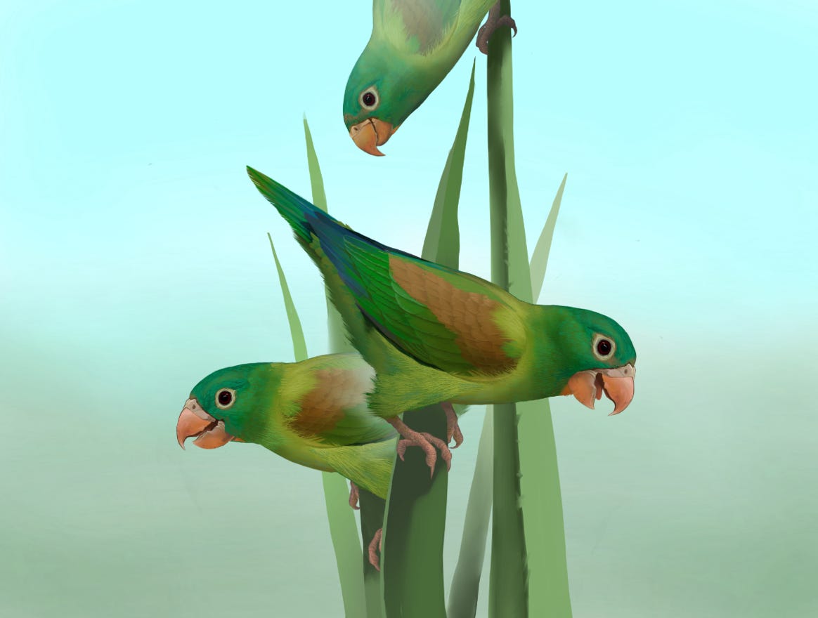 Original art by Bryan Pollock. Atelier trained, Bryan brings the mastery of fine art of line drawing and oil painting to the digital medium. Using Procreate software / app. Family Psittacidae Genus Brotogeris. Common to Costa Rica.