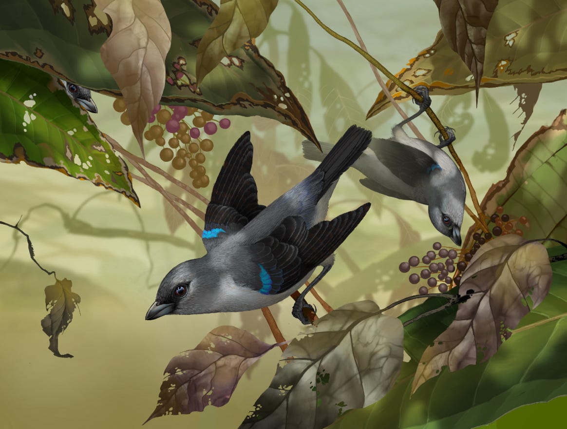 Endemic to Costa Rica, Panama and Columbia. Original art by Bryan Pollock. Atelier trained, Bryan brings the mastery of fine art of line drawing and oil painting to the digital medium. Using Procreate software / app.  Family Thraupidae Genus Tangara. 