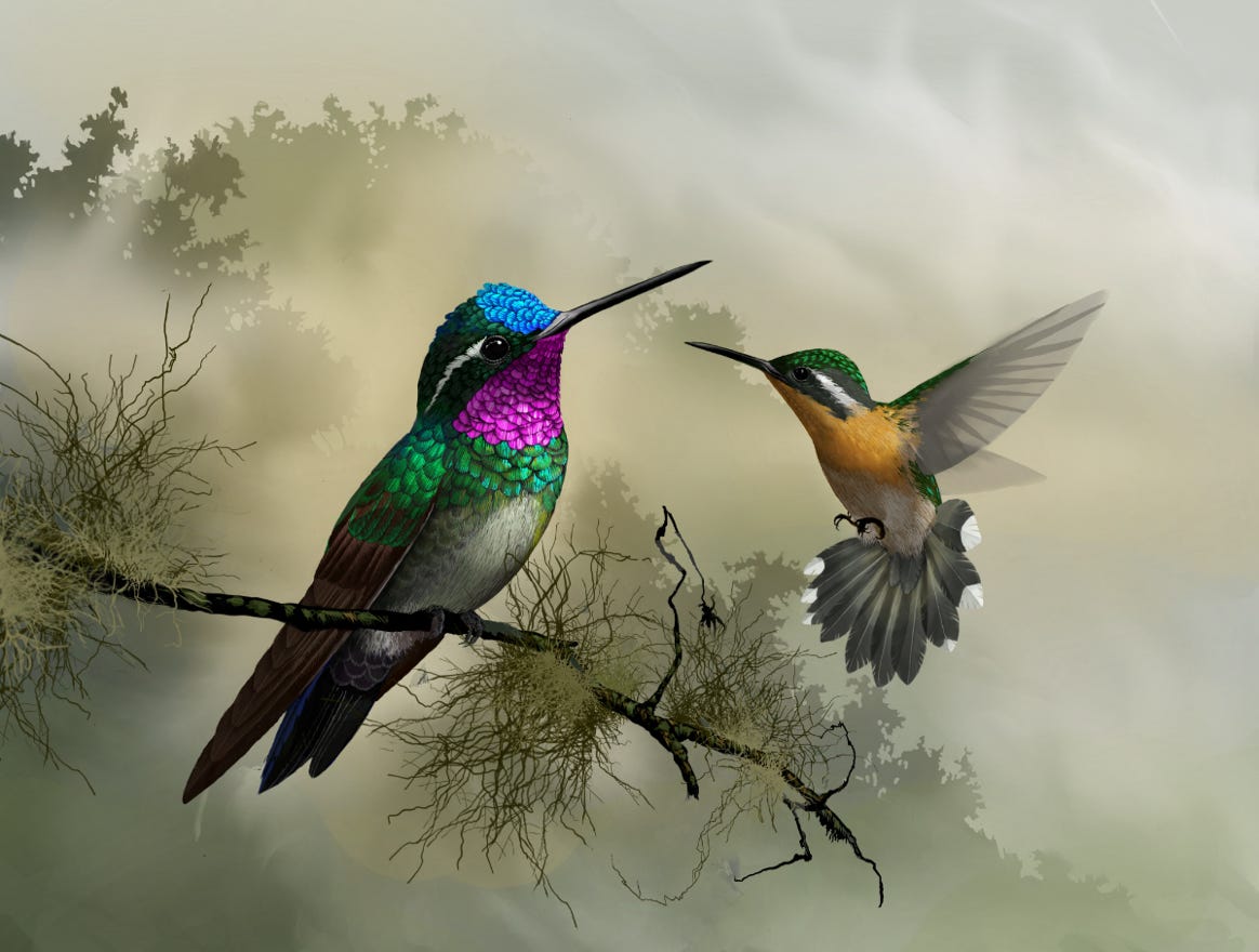 Endemic to Costa Rica and western Panama. Original art by Bryan Pollock. Atelier trained, Bryan brings the mastery of fine art of line drawing and oil painting to the digital medium. Using Procreate software / app. Family Trochilidae Genus Lampornis. 