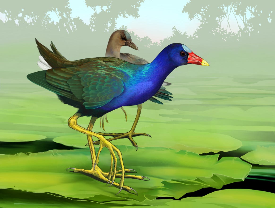 Original art by Bryan Pollock. Atelier trained, Bryan brings the mastery of fine art of line drawing and oil painting to the digital medium. Using Procreate software / app.   Family Rallidae Genus Porphyrio. Common to Costa Rica.