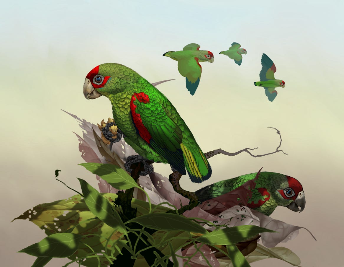 Endemic to Costa Rica and western Panama. Original art by Bryan Pollock. Atelier trained, Bryan brings the mastery of fine art of line drawing and oil painting to the digital medium. Using Procreate software / app. Family Psittacidae Genus Touit. 