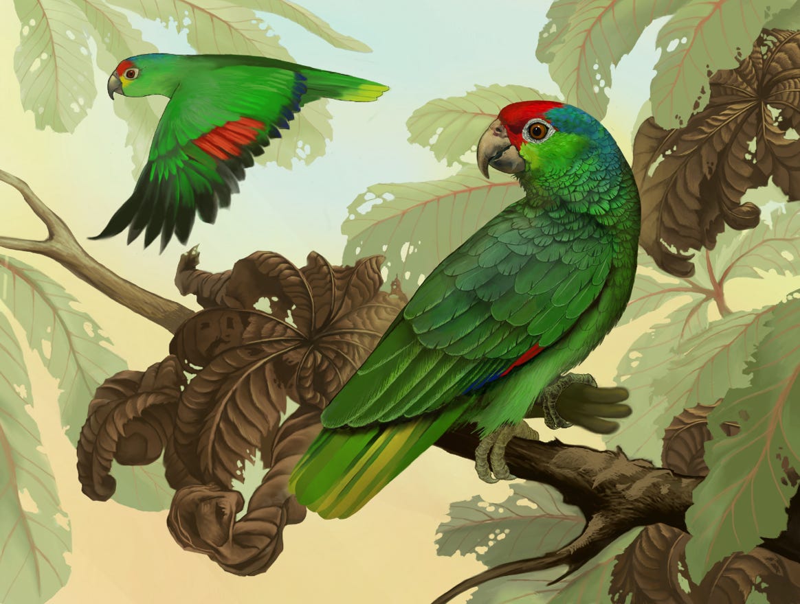 Original art by Bryan Pollock. Atelier trained, Bryan brings the mastery of fine art of line drawing and oil painting to the digital medium. Using Procreate software / app. Family Psittacidae Genus Amazona.  Common to Costa Rica