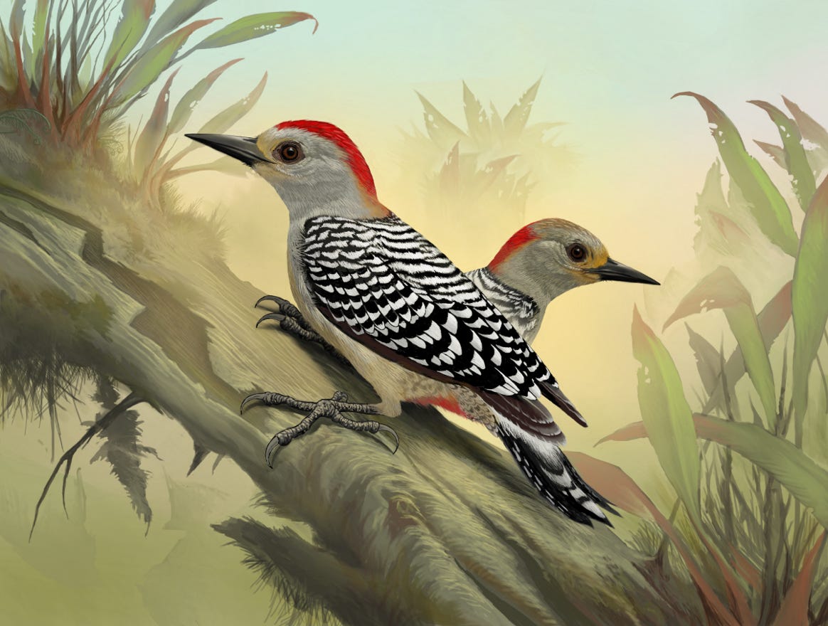 Original art by Bryan Pollock. Atelier trained, Bryan brings the mastery of fine art of line drawing and oil painting to the digital medium. Using Procreate software / app.   Family Picidae Genus Melanerpes. Common to Costa Rica.