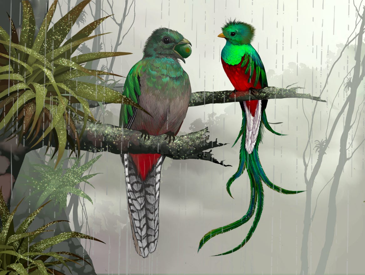 Original art by Bryan Pollock. Atelier trained, Bryan brings the mastery of fine art of line drawing and oil painting to the digital medium. Using Procreate software / app. Family Trogonidae Genus Pharomachrus. Common to Costa Rica.