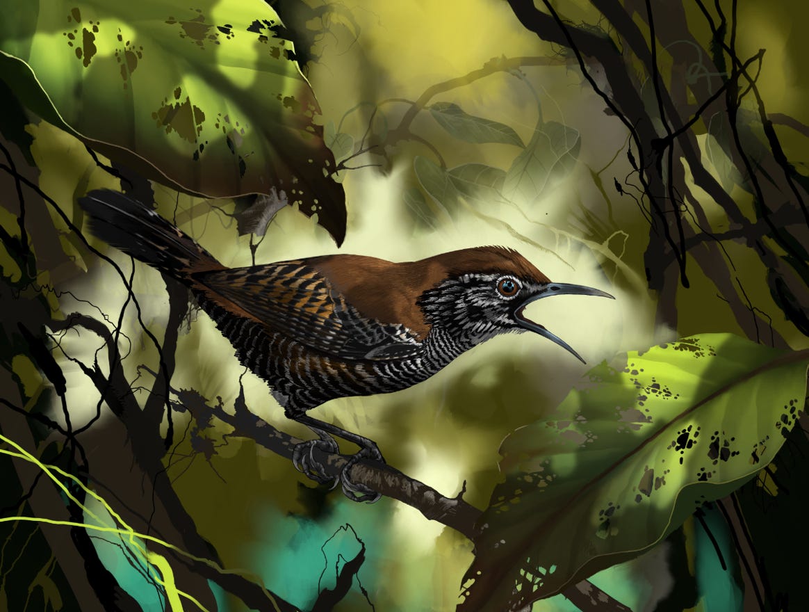 Endemic to Costa Rica and western Panama. Original art by Bryan Pollock. Atelier trained, Bryan brings the mastery of fine art of line drawing and oil painting to the digital medium. Using Procreate software / app.   Family Troglodytidae Genus Cantorchilus. 