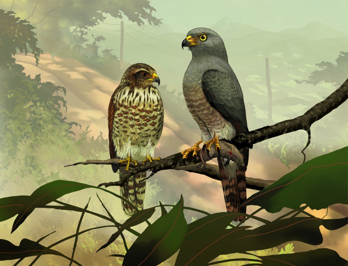 Original art by Bryan Pollock. Atelier trained, Bryan brings the mastery of fine art of line drawing and oil painting to the digital medium. Using Procreate software / app. Family Accipitridae Genus Rupornis. Common to Costa Rica.