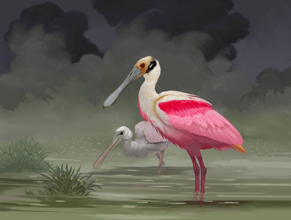 Original art by Bryan Pollock. Atelier trained, Bryan brings the mastery of fine art of line drawing and oil painting to the digital medium. Using Procreate software / app.   Family Threskiornithidae Genus Platalea. Common to Costa Rica.