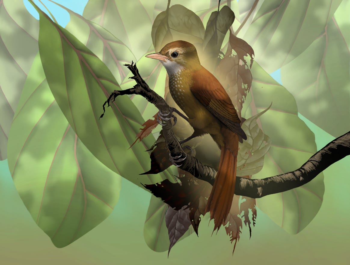 Endemic; mountains of Costa Rica and western Panama. Original art by Bryan Pollock. Atelier trained, Bryan brings the mastery of fine art of line drawing and oil painting to the digital medium. Using Procreate software / app.    Family Furnariidae Genus Margarornis. 