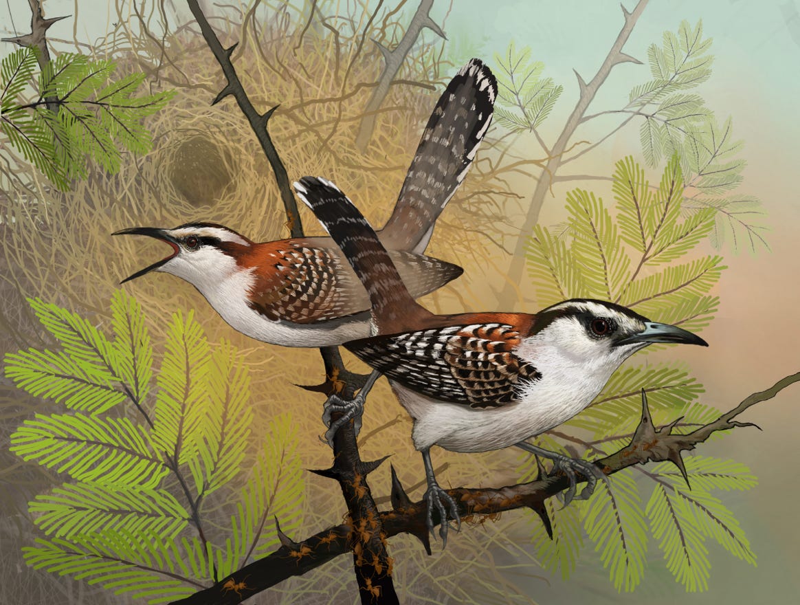 Original art by Bryan Pollock. Atelier trained, Bryan brings the mastery of fine art of line drawing and oil painting to the digital medium. Using Procreate software / app.  Family Troglodytidae Genus  Campylorhynchus. Common to Costa Rica.