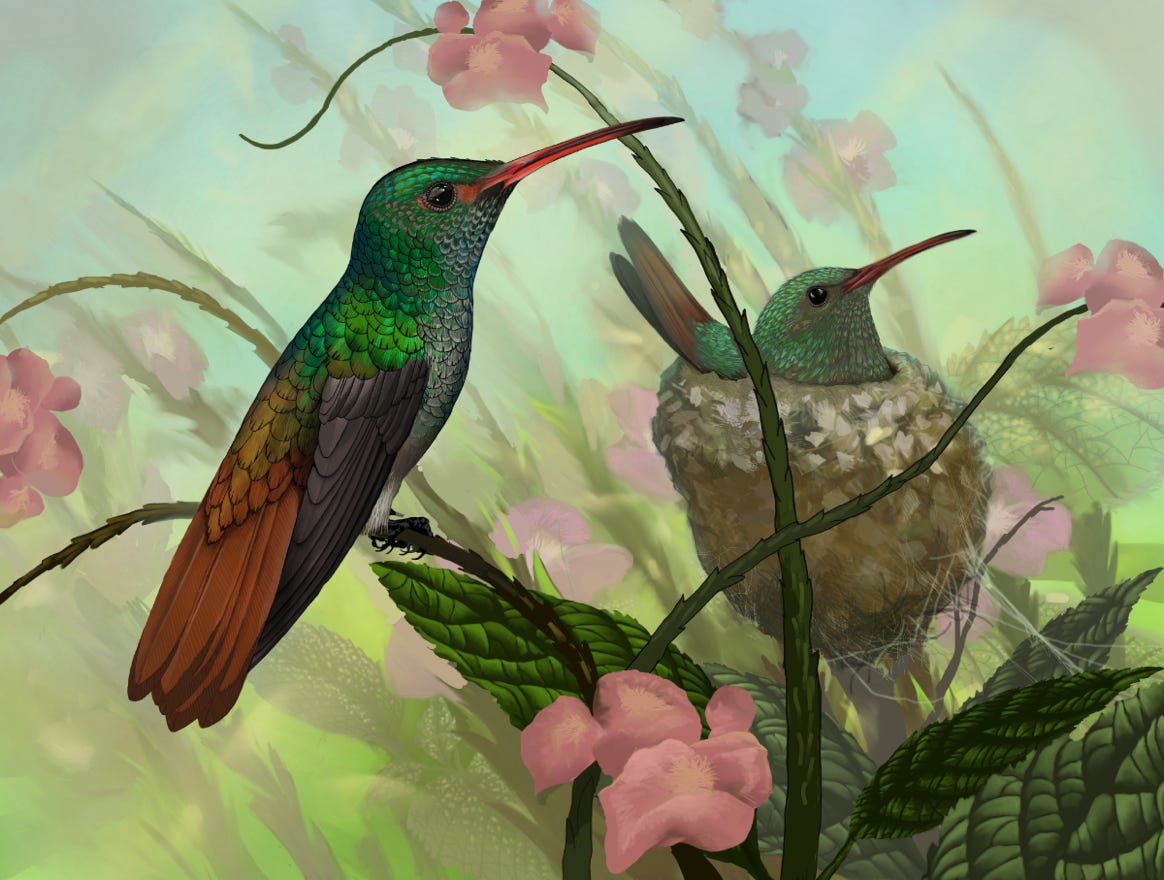Original art by Bryan Pollock. Atelier trained, Bryan brings the mastery of fine art of line drawing and oil painting to the digital medium. Using Procreate software / app. Family Trochilidae Genus Amazilia. Common to Costa Rica. 