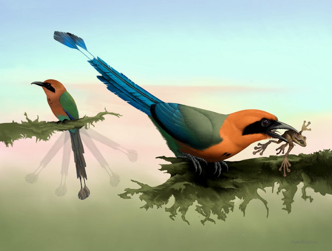 Original art by Bryan Pollock. Atelier trained, Bryan brings the mastery of fine art of line drawing and oil painting to the digital medium. Using Procreate software / app. Family Momotidae Genus Baryphthengus. Common to Costa Rica.