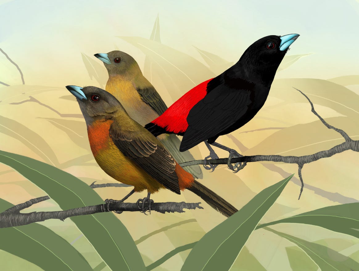 Original art by Bryan Pollock. Atelier trained, Bryan brings the mastery of fine art of line drawing and oil painting to the digital medium. Using Procreate software / app.  Family Thraupidae Genus Ramphocelus. Common to Costa Rica.