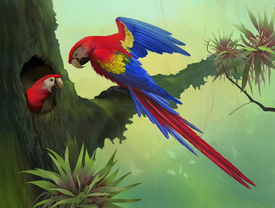 Original art by Bryan Pollock. Atelier trained, Bryan brings the mastery of fine art of line drawing and oil painting to the digital medium. Using Procreate software / app. Family Psittacidae Genus Ara. Common to Costa Rica. 