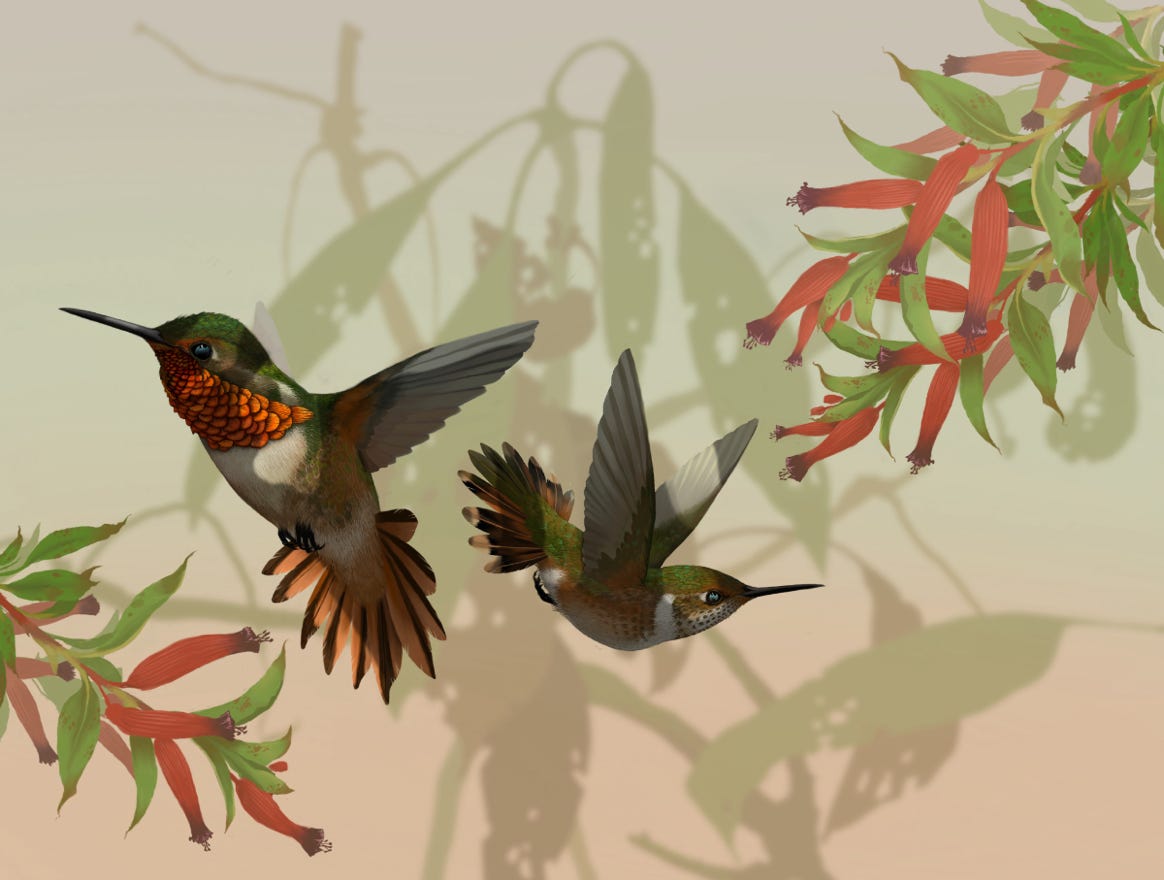 Endemic to Costa Rica and western Panama. Original art by Bryan Pollock. Atelier trained, Bryan brings the mastery of fine art of line drawing and oil painting to the digital medium. Using Procreate software / app. Family Trochilidae Genus Selasphorus. 