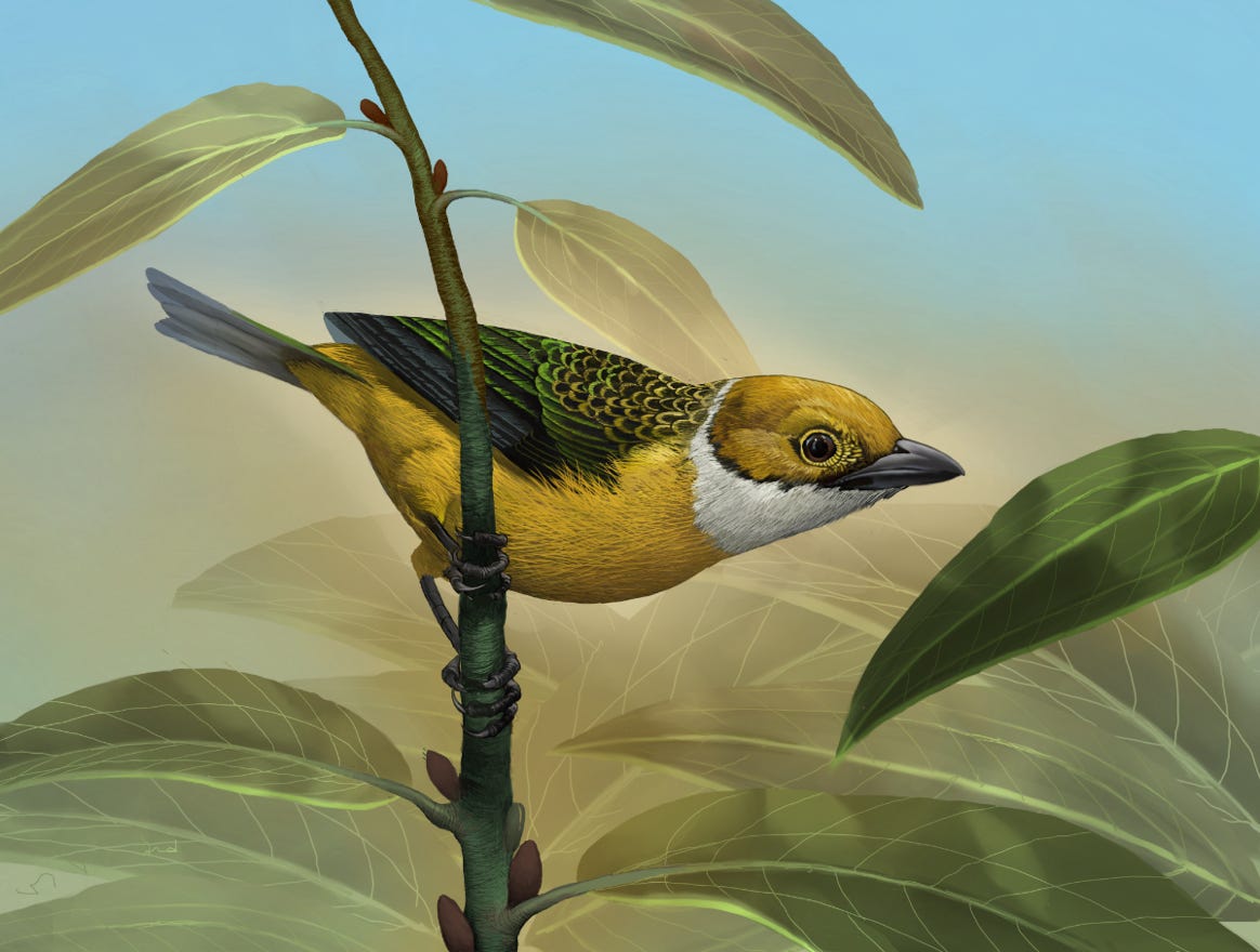 Original art by Bryan Pollock. Atelier trained, Bryan brings the mastery of fine art of line drawing and oil painting to the digital medium. Using Procreate software / app. Family Thraupidae Genus Tangara. Common to Costa Rica.