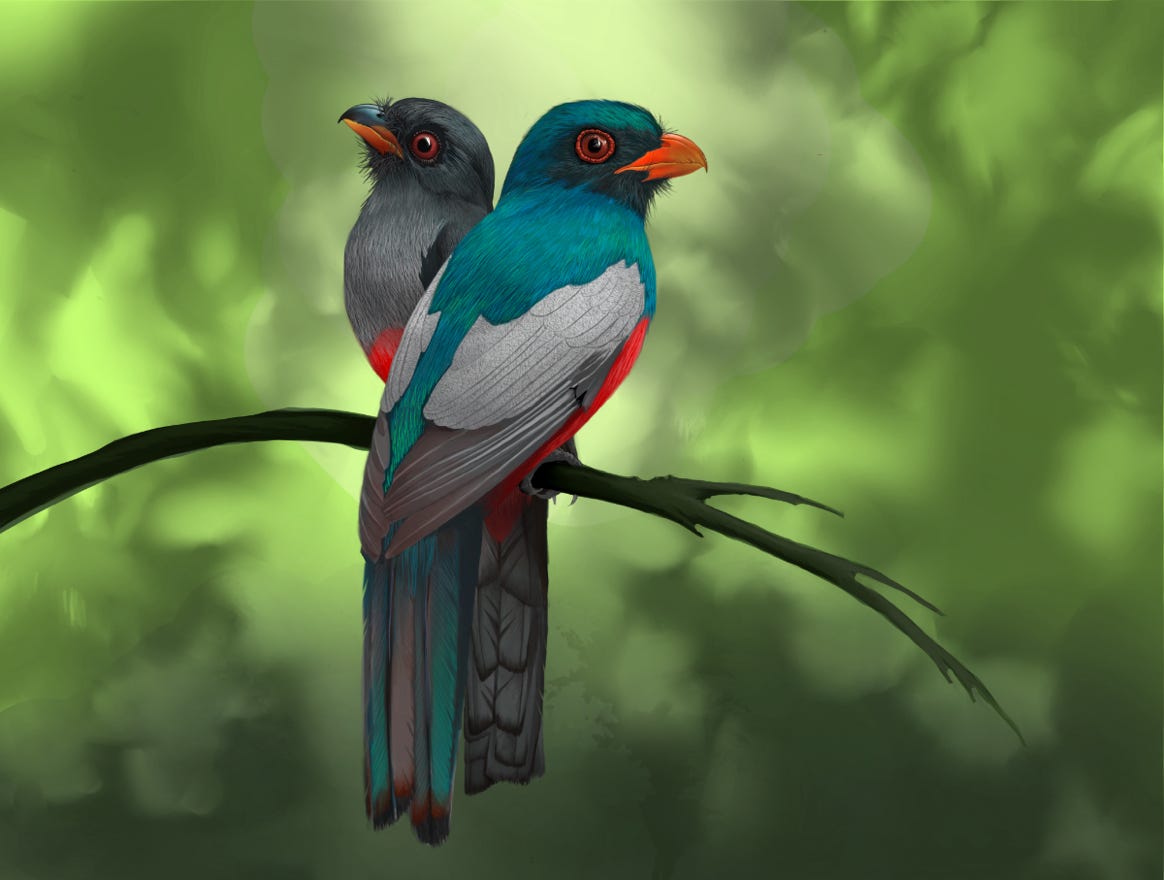 Original art by Bryan Pollock. Atelier trained, Bryan brings the mastery of fine art of line drawing and oil painting to the digital medium. Using Procreate software / app. Family Trogonidae Genus Trogon. Common to Costa Rica.