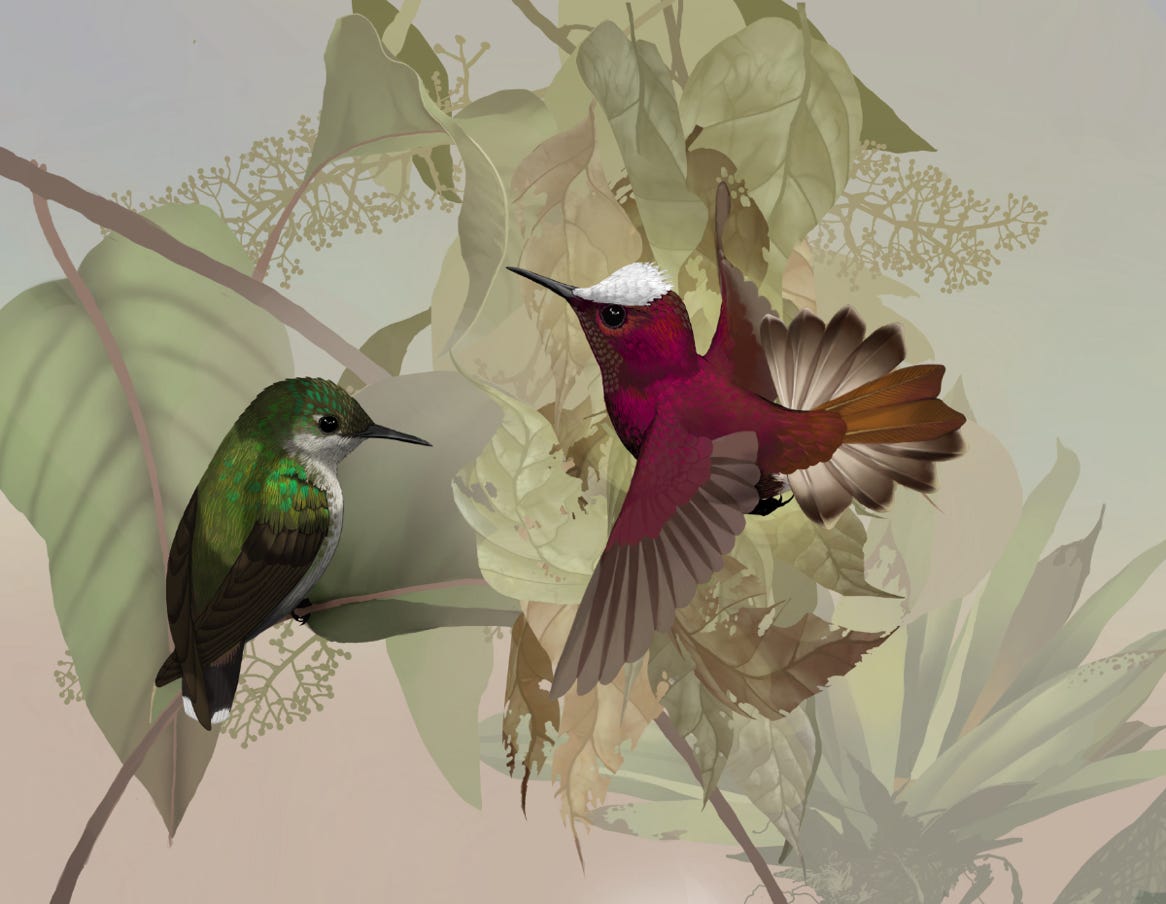 Endemic to Honduras, Nicaragua, Costa Rica and western Panama. Original art by Bryan Pollock. Atelier trained, Bryan brings the mastery of fine art of line drawing and oil painting to the digital medium. Using Procreate software / app. Family Trochilidae Genus Microchera. 