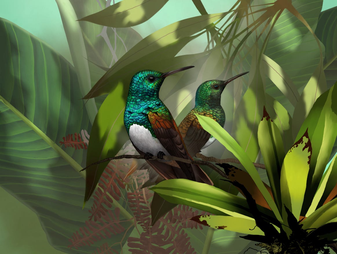 Endemic to Costa Rica and western Panama. Original art by Bryan Pollock. Atelier trained, Bryan brings the mastery of fine art of line drawing and oil painting to the digital medium. Using Procreate software / app. Family Trochilidae Genus Amazilia. 