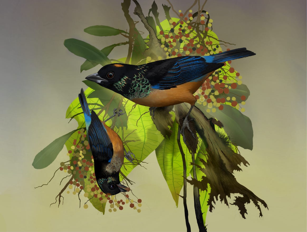 Endemic to Costa Rica and western Panama. Original art by Bryan Pollock. Atelier trained, Bryan brings the mastery of fine art of line drawing and oil painting to the digital medium. Using Procreate software / app.  Family Thraupidae  Genus Tangara. 