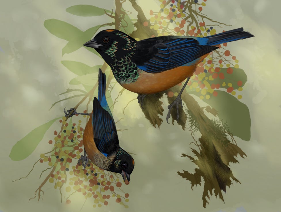 Endemic of Costa Rica Spangle-cheeked Tanager  Tangara dowii