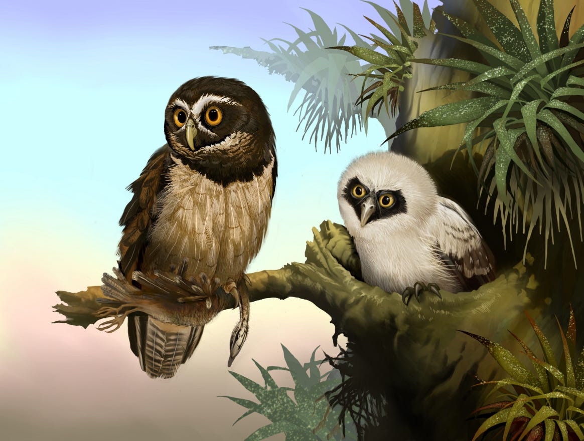 Original art by Bryan Pollock. Atelier trained, Bryan brings the mastery of fine art of line drawing and oil painting to the digital medium. Using Procreate software / app. Family Strigidae Genus Pulsatrix. Common to Costa Rica. 