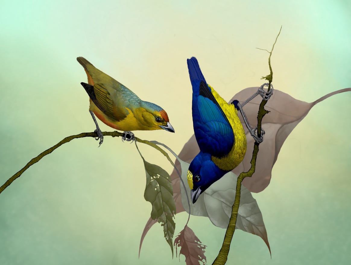 Endemic to Costa Rica and Panama. Original art by Bryan Pollock. Atelier trained, Bryan brings the mastery of fine art of line drawing and oil painting to the digital medium. Using Procreate software / app.   Family Fringillidae Genus Euphonia. 