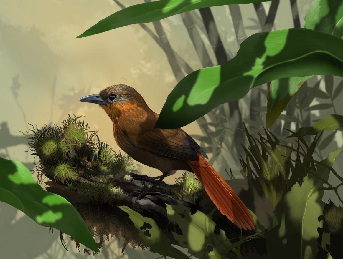 Original art by Bryan Pollock. Atelier trained, Bryan brings the mastery of fine art of line drawing and oil painting to the digital medium. Using Procreate software / app.    Family Furnariidae Genus Thripadectes. Common to Costa Rica.