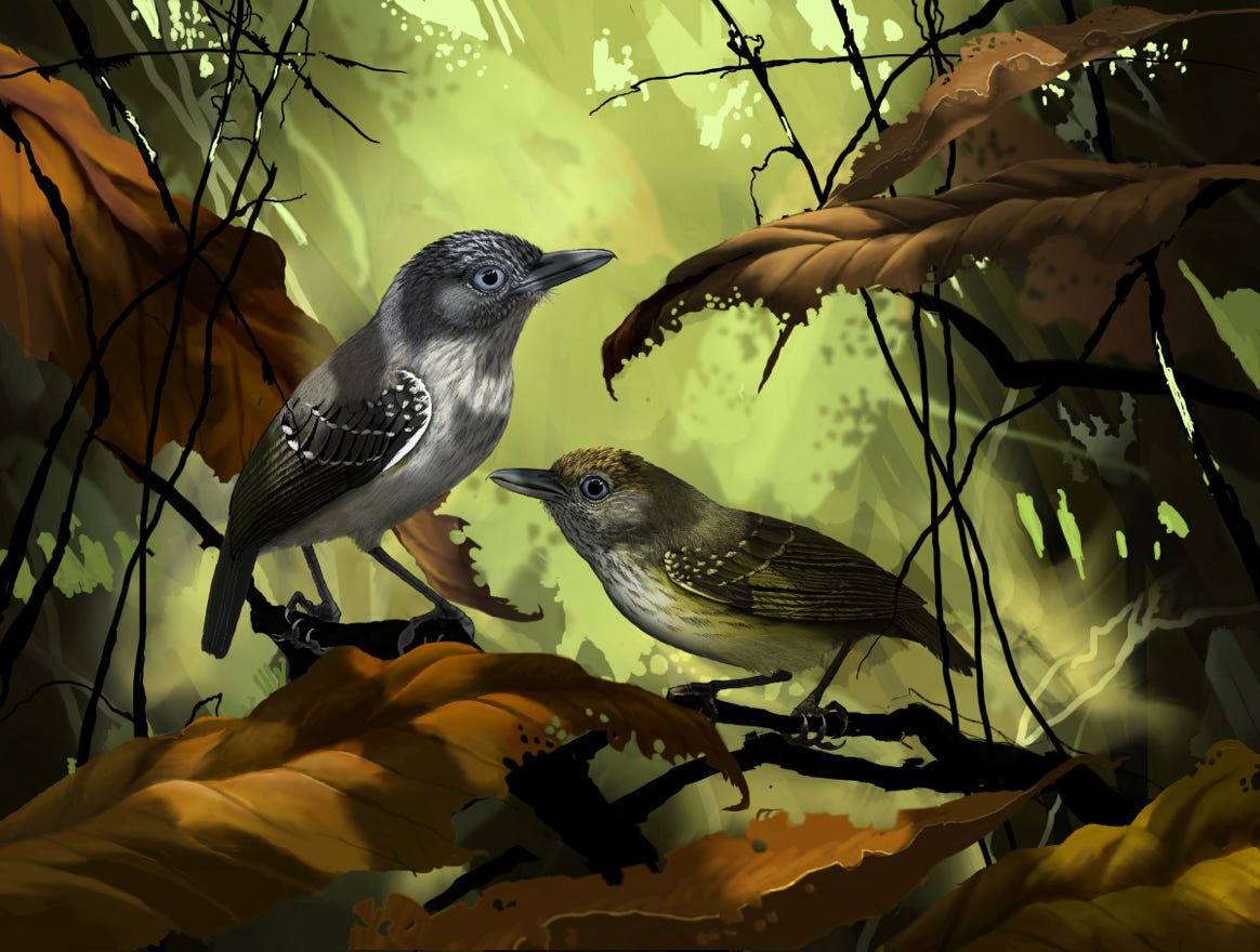 Endemic; Atlantic Slope of southeast Honduras, Nicaragua and Costa Rica. Original art by Bryan Pollock. Atelier trained, Bryan brings the mastery of fine art of line drawing and oil painting to the digital medium. Using Procreate software / app.   Family Thamnophilidae Genus Dysithamnus. 