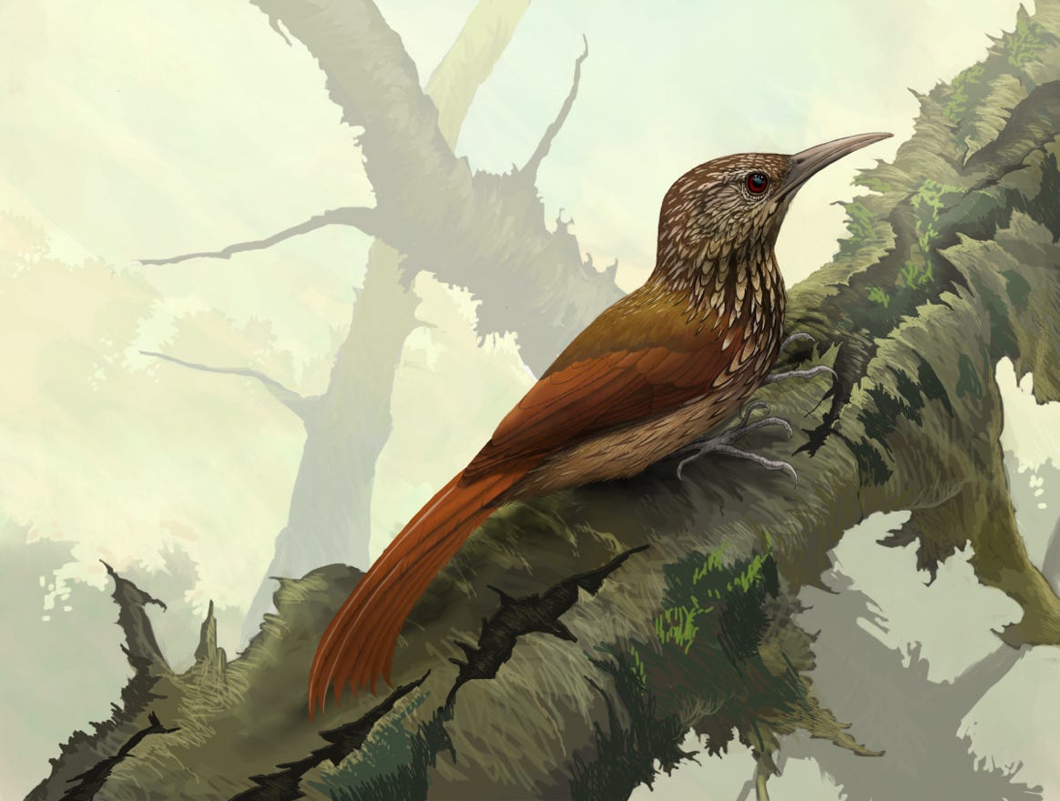 Original art by Bryan Pollock. Atelier trained, Bryan brings the mastery of fine art of line drawing and oil painting to the digital medium. Using Procreate software / app.    Family Furnariidae Genus Lepidocolaptes. Common to Costa Rica.