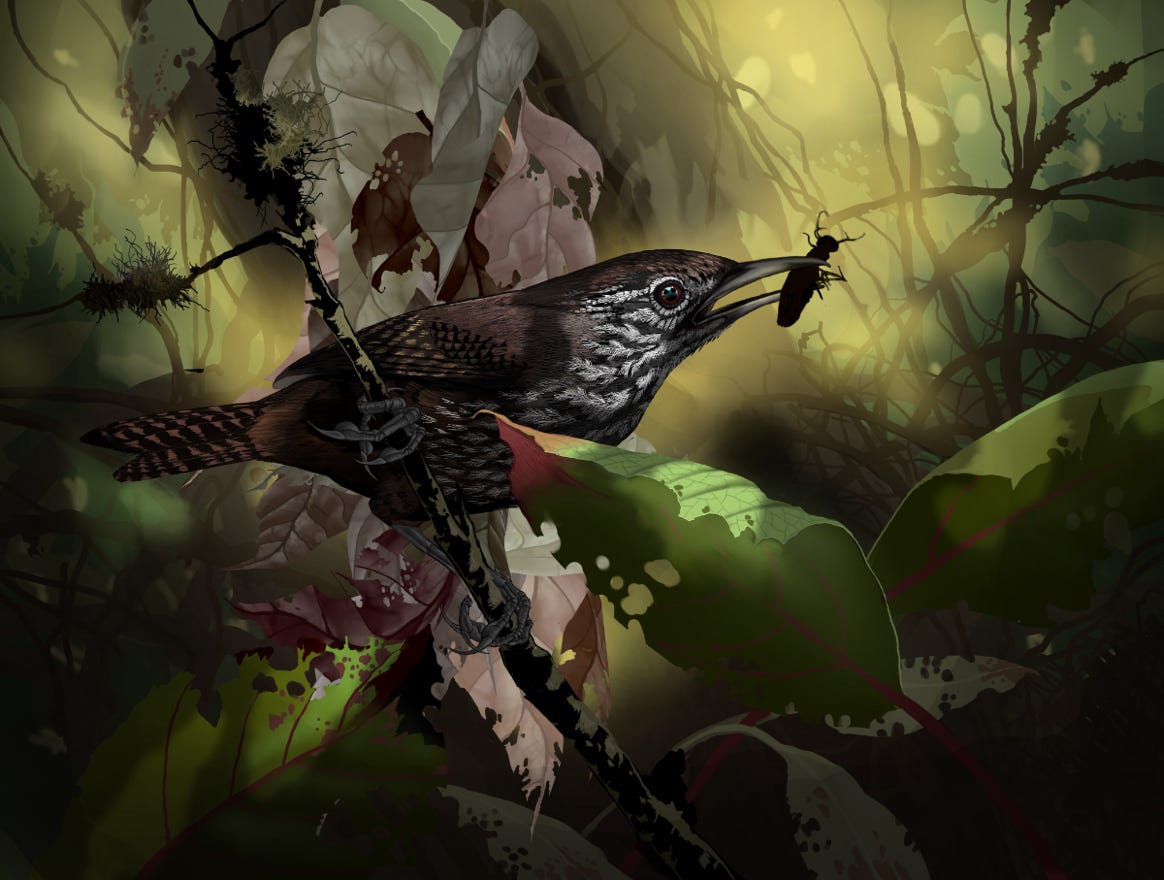 Endemic;from Nicaragua to Costa Rica to western Panama on the Caribbean slope. Original art by Bryan Pollock. Atelier trained, Bryan brings the mastery of fine art of line drawing and oil painting to the digital medium. Using Procreate software / app.  Family Troglodytidae Genus Cantorchilus. 