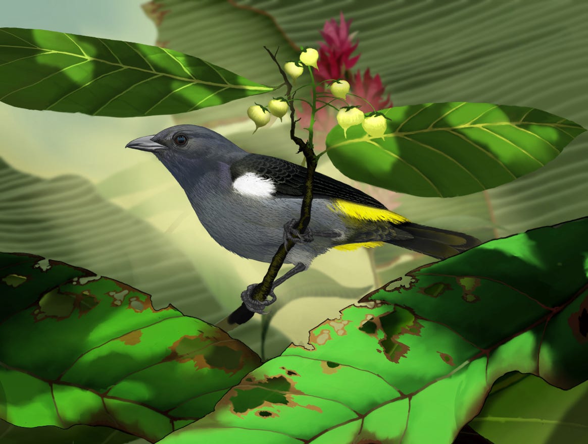 Endemic to Costa Rica and Panama. Original art by Bryan Pollock. Atelier trained, Bryan brings the mastery of fine art of line drawing and oil painting to the digital medium. Using Procreate software / app.  Family Thraupidae  Genus Heterospingus. 