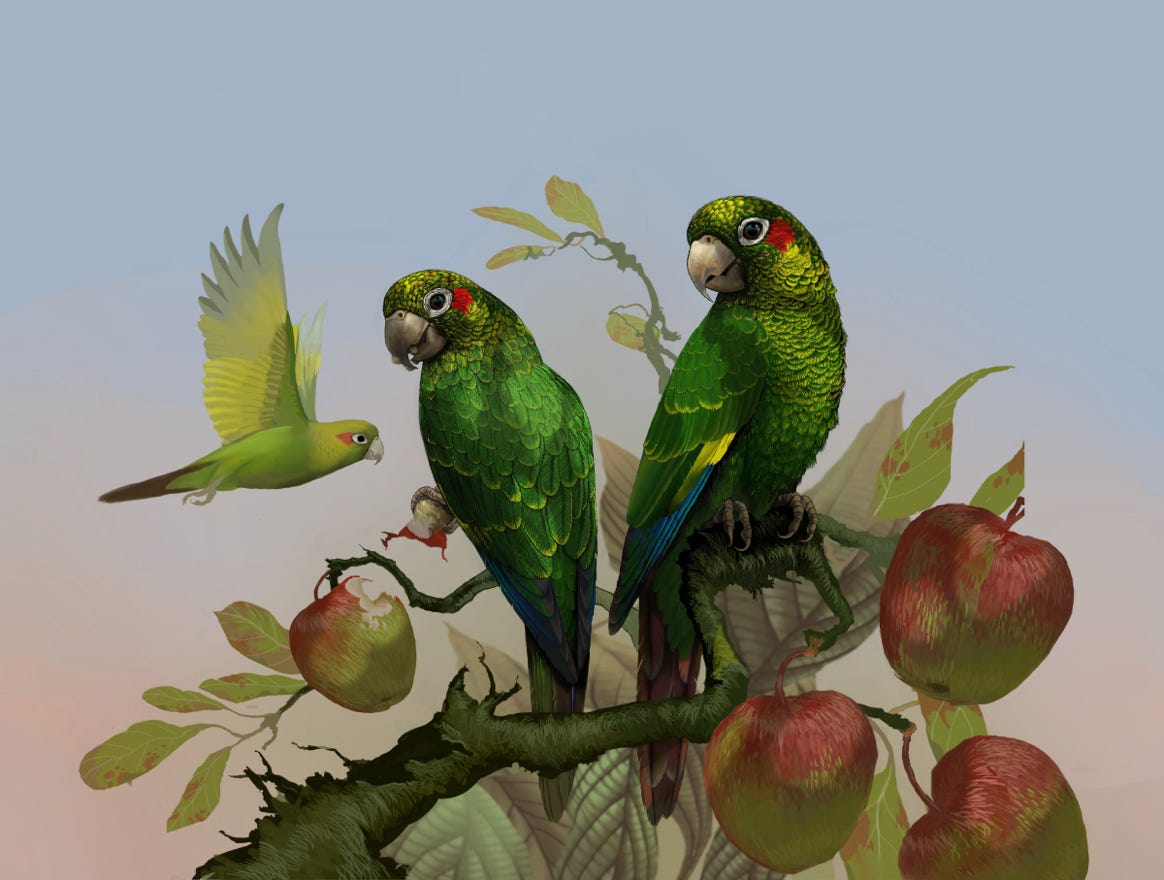 Endemic to Costa Rica and western Panama. Original art by Bryan Pollock. Atelier trained, Bryan brings the mastery of fine art of line drawing and oil painting to the digital medium. Using Procreate software / app. Family Psittacidae Genus Pyrrhura. 