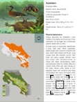 sunnbittern  101+ Common birds of costa rica