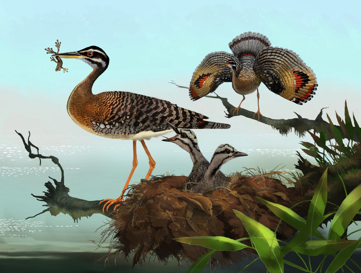 Original art by Bryan Pollock. Atelier trained, Bryan brings the mastery of fine art of line drawing and oil painting to the digital medium. Using Procreate software / app.   Family Eurypygidae Genus Eurypyga. Common to Costa Rica.