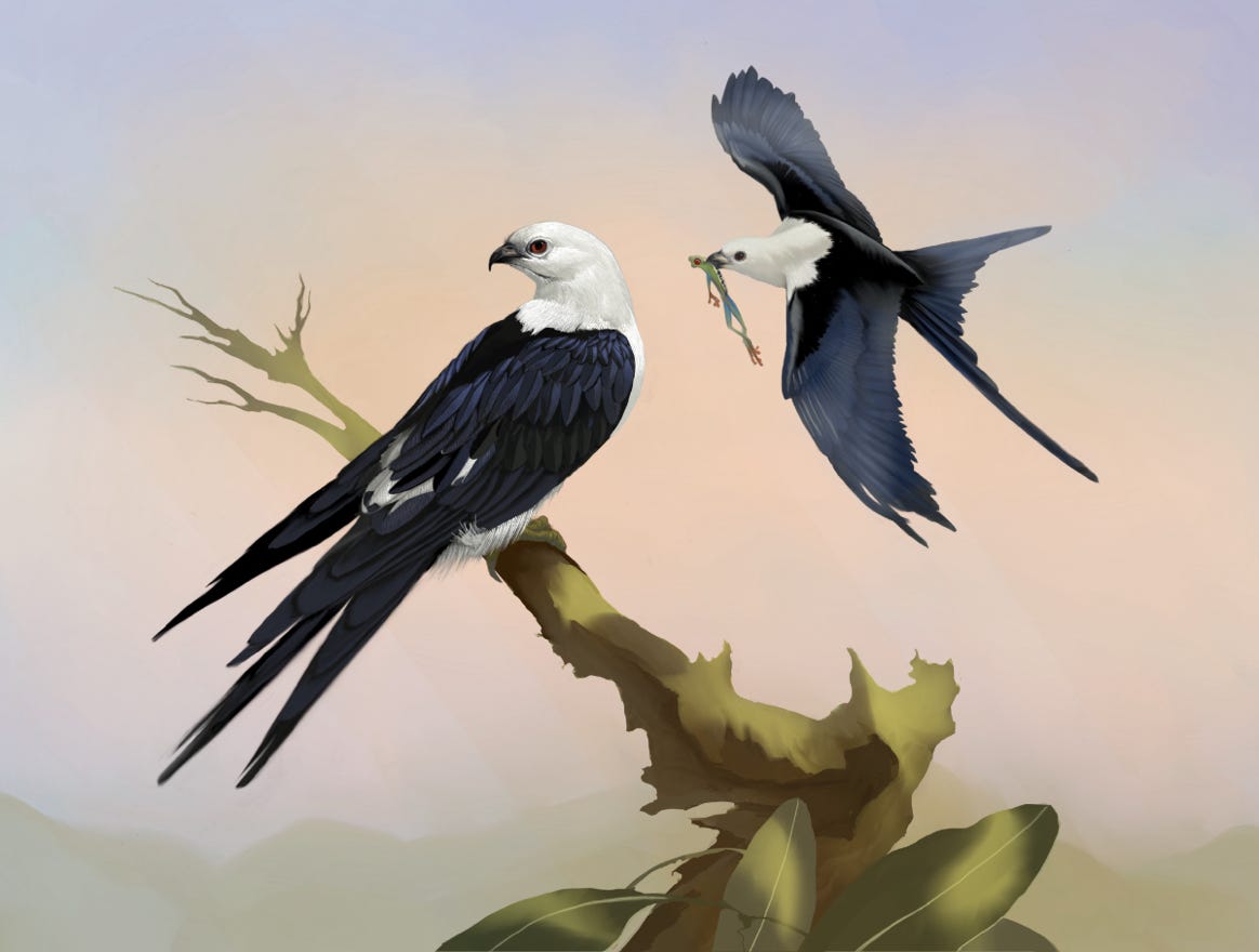 Original art by Bryan Pollock. Atelier trained, Bryan brings the mastery of fine art of line drawing and oil painting to the digital medium. Using Procreate software / app. Family Accipitridae Genus Elanoides. Common to Costa Rica. 