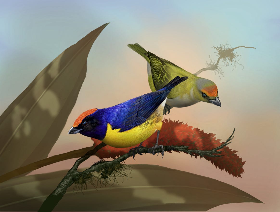 Endemic to Costa Rica, Panama and just into Columbia. Original art by Bryan Pollock. Atelier trained, Bryan brings the mastery of fine art of line drawing and oil painting to the digital medium. Using Procreate software / app.  Family Fringillidae Genus Euphonia. Common to Costa Rica.
