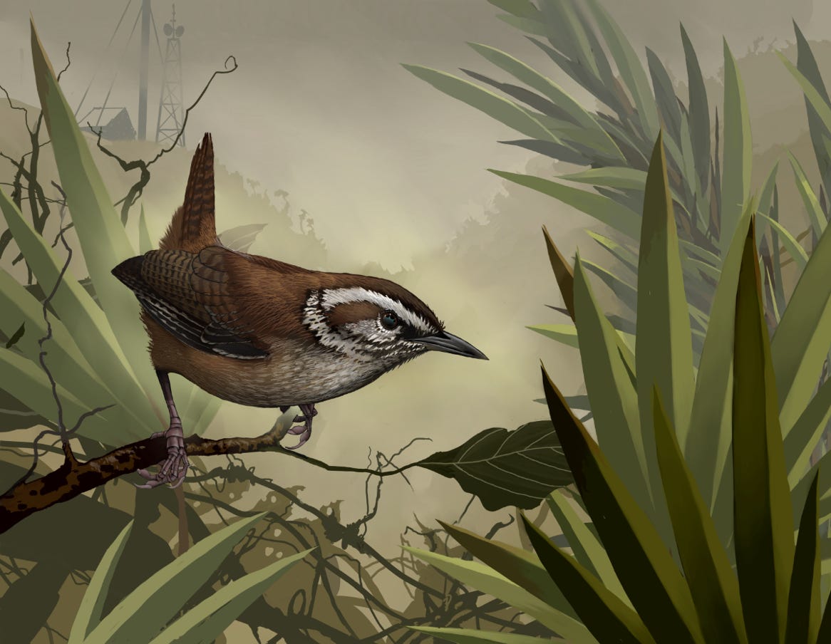 Endemic; high-altitude wren of Costa Rica and Panama. Original art by Bryan Pollock. Atelier trained, Bryan brings the mastery of fine art of line drawing and oil painting to the digital medium. Using Procreate software / app.  Family Troglodytidae Genus Thryorchilus. 