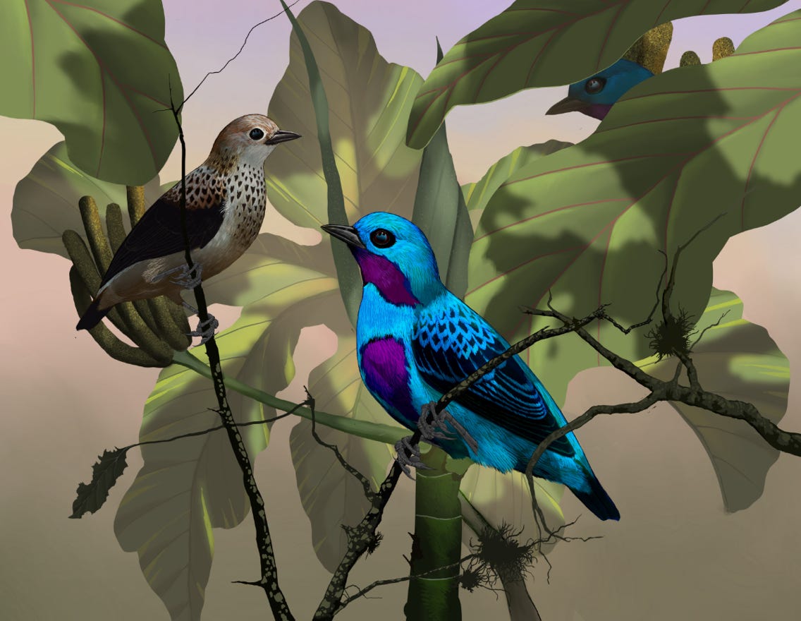 endemic to Costa Rica and western Panama. Original art by Bryan Pollock. Atelier trained, Bryan brings the mastery of fine art of line drawing and oil painting to the digital medium. Using Procreate software / app.   Family Cotingidae Genus Cotinga. 